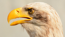 Weißkopf-Seeadler (17).jpg